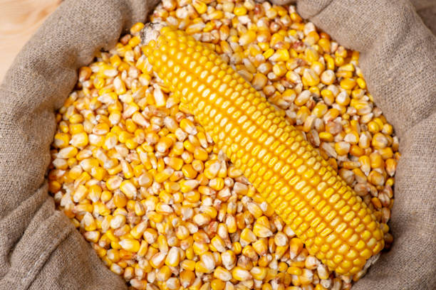 Yellow Maize Seed