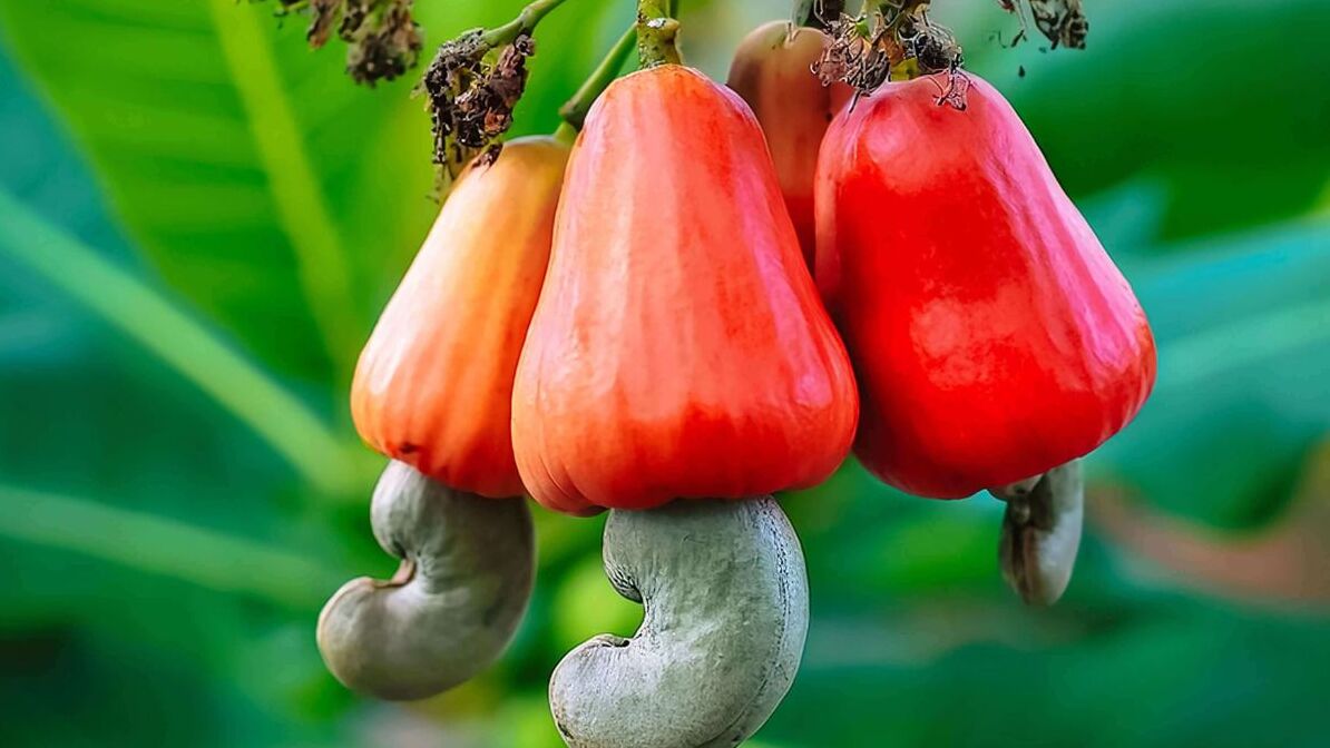Why Indian B2B Buyers Prefer African Raw Cashews: Top Suppliers & Quality Insights